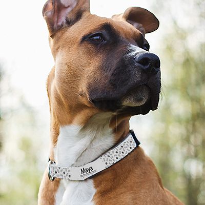 Personalisierbares Hunde-Halsband - Pattes & Os