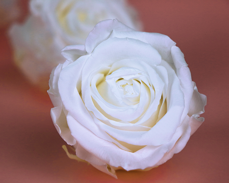 Bild 4 des Produkts Personalisierbare Vase mit ewigen Rosen - Hochzeit anzeigen