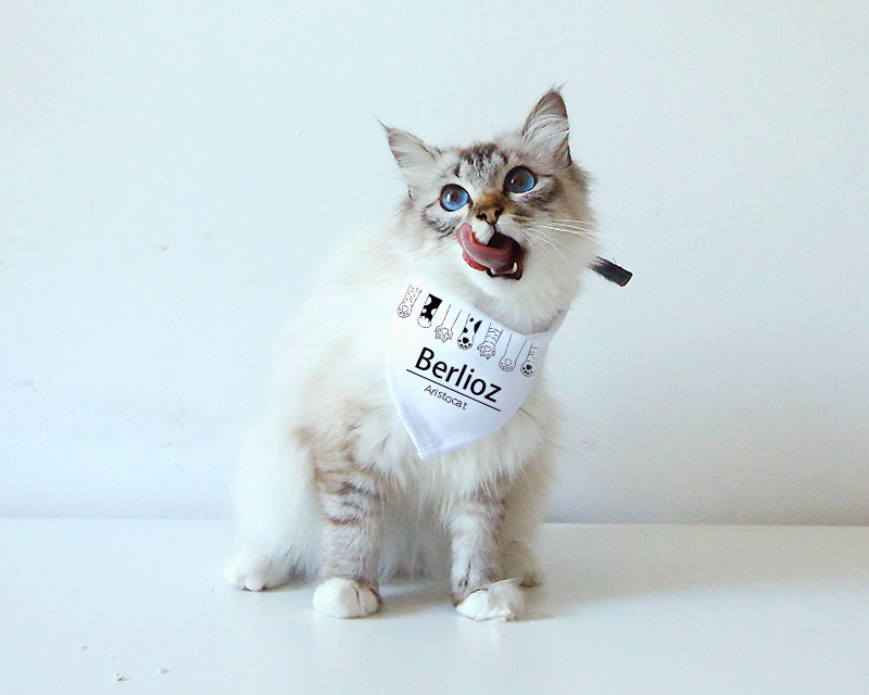 Bild 2 des Produkts Personalisierbares Bandana für Katzen - Katzenpfoten anzeigen