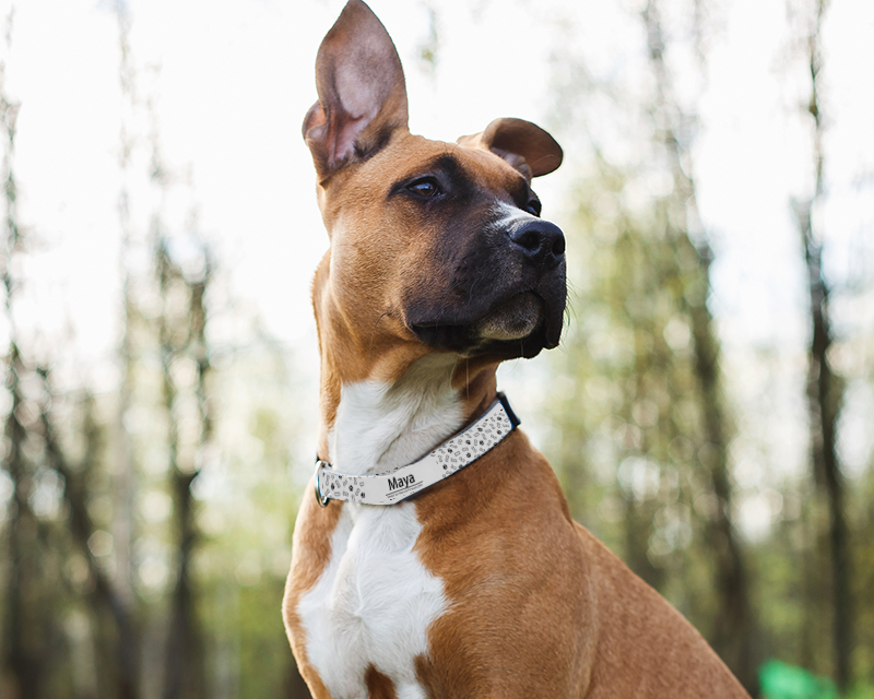 Bild 1 des Produkts Personalisierbares Hunde-Halsband - Pattes & Os anzeigen