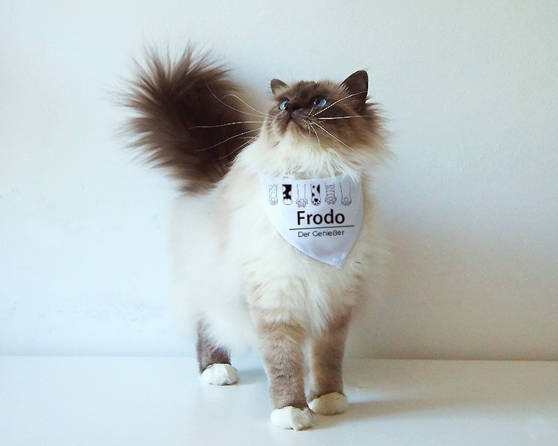 Bild 1 des Produkts Personalisierbares Bandana für Katzen - Katzenpfoten anzeigen